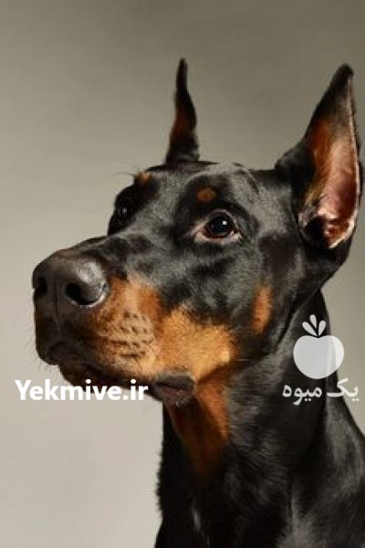 خرید و فروش سگ دوبرمن در گروه سگ و گربه در یکمیوه -عکس1