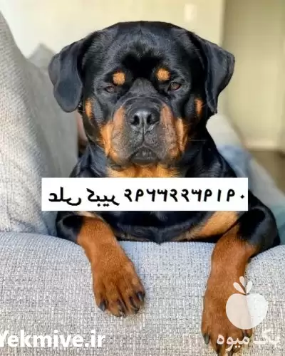 خرید فروش از کجا سگ بخرم در اصفهان در گروه سگ و گربه در یکمیوه -عکس1