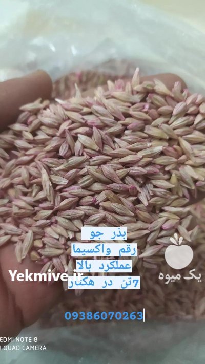 بذر جو و گندم در قروه در گروه خرید و فروش بذر جو در یکمیوه -عکس3