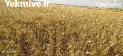 بذر جو و گندم در قروه در گروه خرید و فروش بذر جو در یکمیوه -عکس2