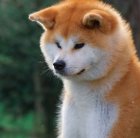 خرید و فروش سگ اکیتا در کرج در گروه سگ و گربه در یکمیوه