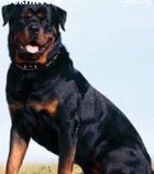 خرید و فروش سگ روتوایلر در کرج در گروه سگ و گربه در یکمیوه