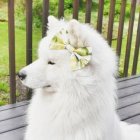 خرید و فروش سگ سامویید در گروه سگ و گربه در یکمیوه