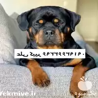 خرید فروش از کجا سگ بخرم در اصفهان در گروه سگ و گربه در یکمیوه