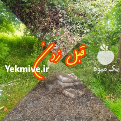 علف زنی چمن زنی علفتراشی باغ در کوچصفهان در گروه خدمات باغبانی در یکمیوه -عکس3