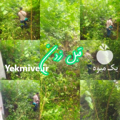 علف زنی چمن زنی علفتراشی باغ در کوچصفهان در گروه خدمات باغبانی در یکمیوه -عکس4