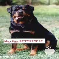 فروش سگ نگهبان روتوایلر خرید سگ در تهران در گروه سگ و گربه در یکمیوه