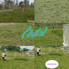 علف زنی چمن زنی علفتراشی باغ در کوچصفهان در گروه خدمات باغبانی در یکمیوه