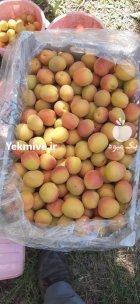 فروش زردآلو اردوبادی صادراتی در مهاباد در گروه خرید و فروش زردآلو در یکمیوه
