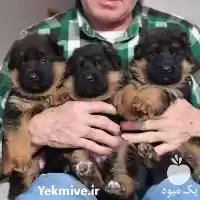 ژرمن شپرد فروش سگ ژرمن شپرد در تهران در گروه سگ و گربه در یکمیوه