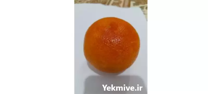 قیمت خرید پرتقال خونی تامسون در گروه خرید و فروش پرتقال در یکمیوه -عکس1