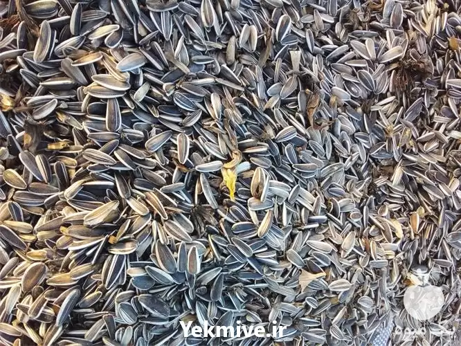 قیمت خرید تخمه آفتابگردان خام در هرمز در گروه خرید و فروش انواع تخمه در یکمیوه -عکس1