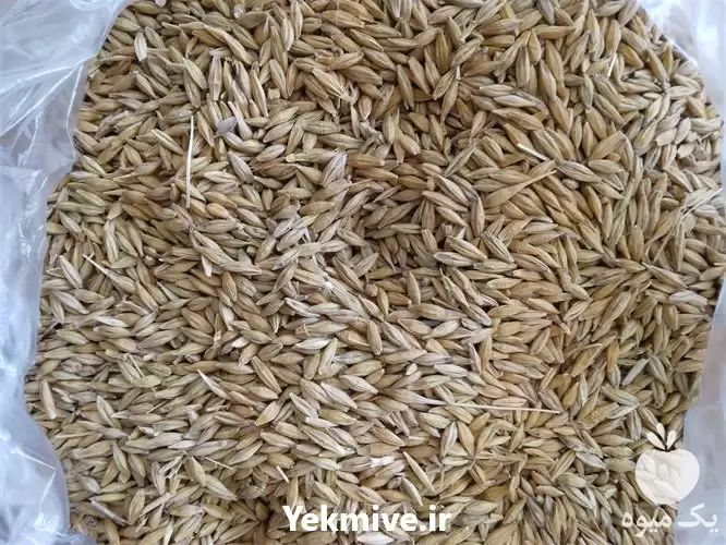 قیمت خرید گندم و جو محلی در گرگان در گروه خرید و فروش گندم و جو در یکمیوه -عکس1