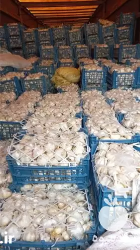 قیمت خرید سیر صادراتی خشک در همدان در گروه خرید و فروش سیر در یکمیوه -عکس1