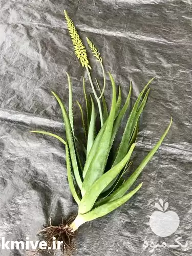 قیمت خرید گیاه دارویی الوئه و را در ساری در گروه خرید و فروش گیاهان دارویی در یکمیوه -عکس1