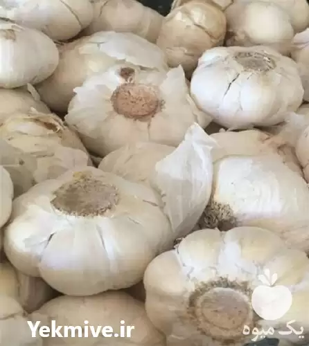 قیمت خرید سیر تازه با بهترین در همدان در گروه خرید و فروش سیر در یکمیوه -عکس1