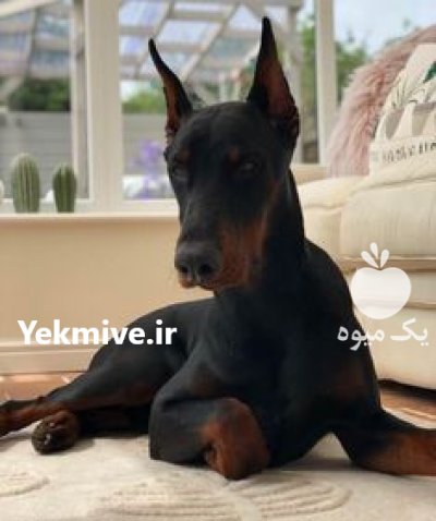 خرید و فروش سگ دوبرمن در ماهدشت در گروه سگ و گربه در یکمیوه -عکس1