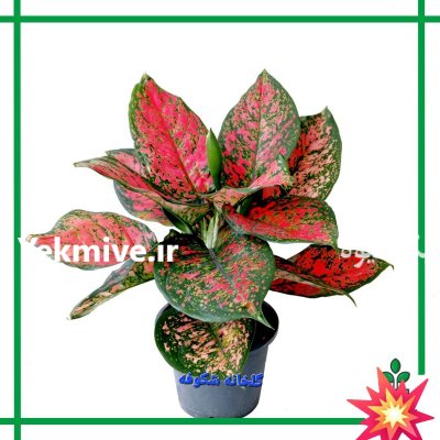 گل و گیاه گلدانهای سفالی سرامیکی در میاندوآب در گروه خرید و فروش گیاهان زینتی در یکمیوه -عکس1