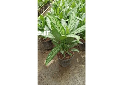 گل و گیاه گلدانهای سفالی سرامیکی در میاندوآب در گروه خرید و فروش گیاهان زینتی در یکمیوه -عکس2