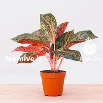 گل و گیاه گلدانهای سفالی سرامیکی در میاندوآب در گروه خرید و فروش گیاهان زینتی در یکمیوه -عکس3