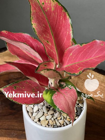 گلدان و گلهای گیاه گلهای تزئینی در گروه خرید و فروش گیاهان زینتی در یکمیوه -عکس2