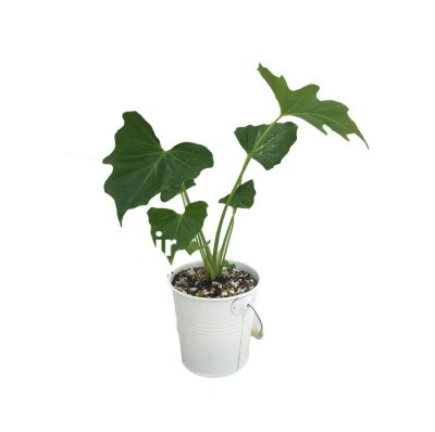 گلدان و گلهای گیاه گلهای تزئینی در گروه خرید و فروش گیاهان زینتی در یکمیوه -عکس4