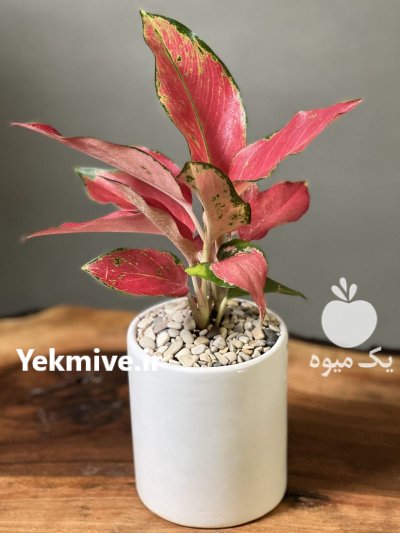 گلخانه شکوفه شهرمیاندوآ ب گل و گیاه در آذربایجان غربی در گروه خرید و فروش گیاهان زینتی در یکمیوه -عکس1