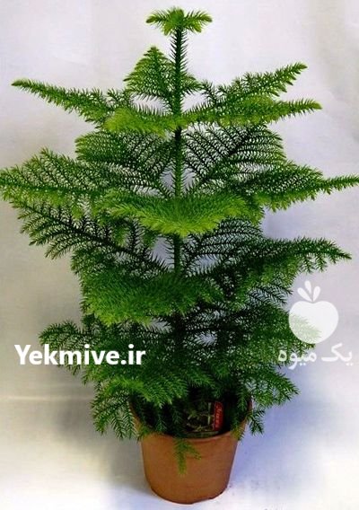 گلخانه شکوفه شهرمیاندوآ ب گل و گیاه در آذربایجان غربی در گروه خرید و فروش گیاهان زینتی در یکمیوه -عکس4