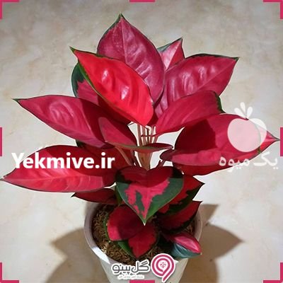 گلخانه شکوفه شهرمیاندوآ ب گل و گیاه در آذربایجان غربی در گروه خرید و فروش گیاهان زینتی در یکمیوه -عکس3