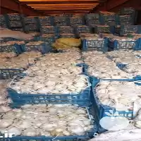 قیمت خرید سیر صادراتی خشک در همدان در گروه خرید و فروش سیر در یکمیوه