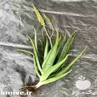 قیمت خرید گیاه دارویی الوئه و را در ساری در گروه خرید و فروش گیاهان دارویی در یکمیوه