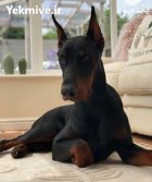 خرید و فروش سگ دوبرمن در ماهدشت در گروه سگ و گربه در یکمیوه
