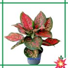 گل و گیاه گلدانهای سفالی سرامیکی در میاندوآب در گروه خرید و فروش گیاهان زینتی در یکمیوه