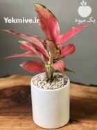 گلدان و گلهای گیاه گلهای تزئینی در گروه خرید و فروش گیاهان زینتی در یکمیوه