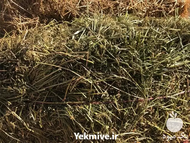 فروش یونجه دپوی آماده تحویل در گروه خوراک دام و طیور در یکمیوه -عکس1