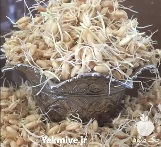 قیمت خرید جوانه گندم برای سمنو در تهران در گروه خرید و فروش گندم و جو در یکمیوه -عکس1