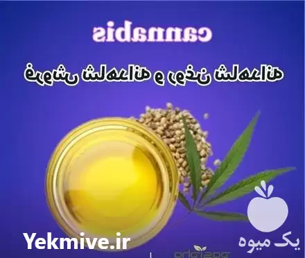 فروش شاهدانه و روغن شاهدانه در تهران در گروه خرید و فروش انواع روغن در یکمیوه -عکس1