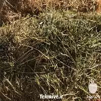 فروش یونجه دپوی آماده تحویل در گروه خوراک دام و طیور در یکمیوه