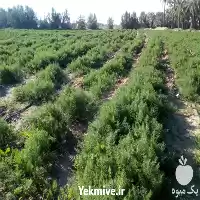 سبزی شوید صادراتی در بوشهر در گروه خرید و فروش سبزی های برگی در یکمیوه