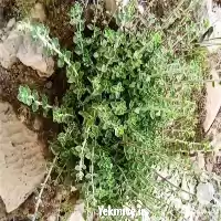 فروش انواع داروهای گیاهی و عرقیات در گروه خرید و فروش گیاهان دارویی در یکمیوه