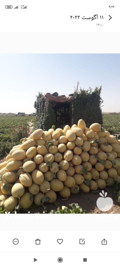 خربزه صادراتی در گروه خرید و فروش خربزه در یکمیوه -عکس1