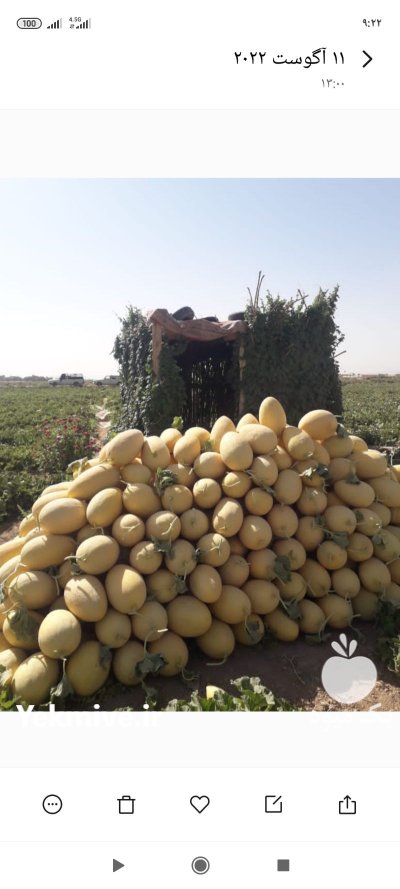 خربزه صادراتی در دولت آباد در گروه خرید و فروش خربزه در یکمیوه -عکس1