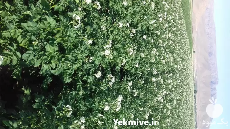 فروش سیب زمینی بذری لیبل دار در تهران در گروه خرید و فروش سیب زمینی در یکمیوه -عکس1