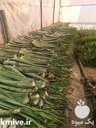 خریدار برگ آلوئه ورا در گروه خرید و فروش گیاهان دارویی در یکمیوه -عکس1