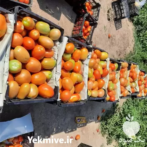 فروش عمده گوجه فرنگی صادارتی در شیراز در گروه خرید و فروش گوجه فرنگی در یکمیوه -عکس1
