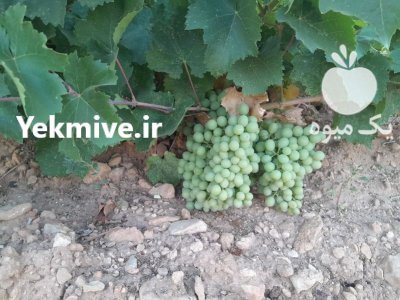 فروش غوره انگور در گروه خرید و فروش انگور در یکمیوه -عکس1
