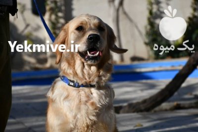 خرید و فروش سگ گلدن رتریور در تهران در گروه سگ و گربه در یکمیوه -عکس1