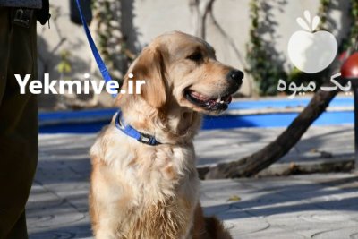 خرید و فروش سگ گلدن رتریور در تهران در گروه سگ و گربه در یکمیوه -عکس2