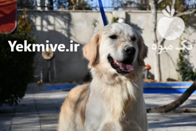 خرید و فروش سگ گلدن رتریور در تهران در گروه سگ و گربه در یکمیوه -عکس3