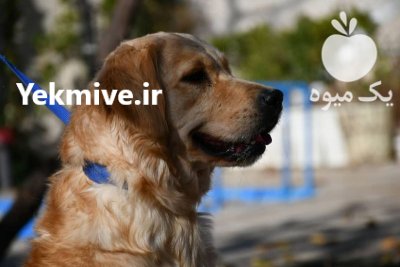 فروش سگ گلدن رتریور دارچینی در تهران در گروه سگ و گربه در یکمیوه -عکس1